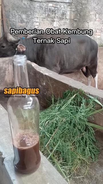 Obat-Kembung-Ternak-Sapi